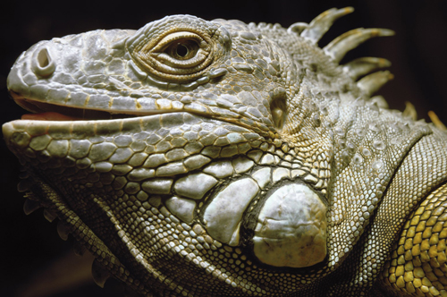 website foto iguana