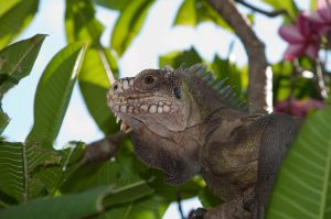Iguana delicatissima