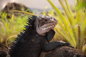 Iguana delicatissima