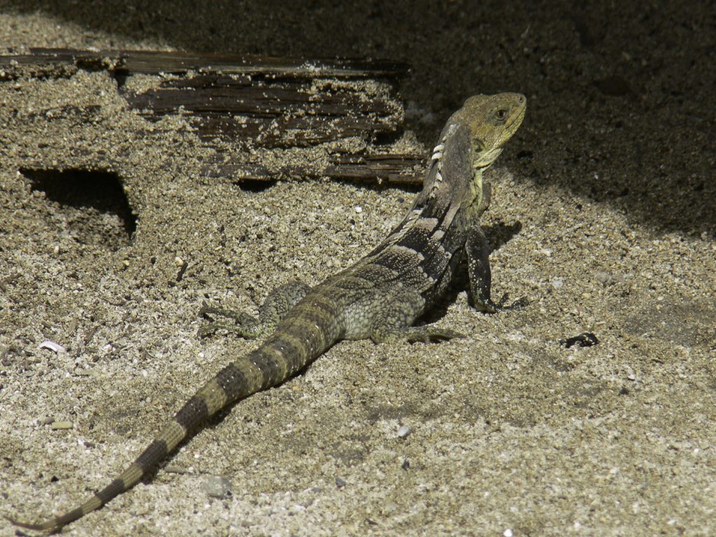 Ctenosaura-melanosterna op het strand van Cayos-Cochinos