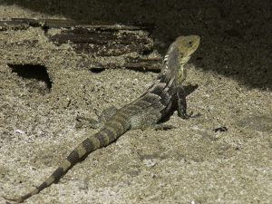 Ctenosaura-melanosterna op het strand van Cayos-Cochinos