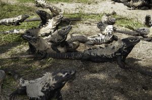 Groep Ctenosaura pectinata's