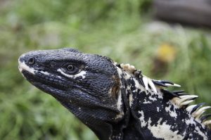 Ctenosaura pectinata
