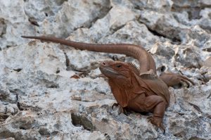 Jamaica Cyclura collei