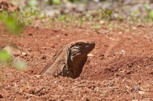 Jamaica Cyclura collei
