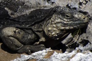 Cyclura nubila man