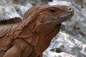 Jamaica Cyclura collei