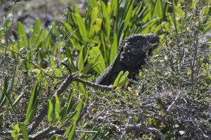 De-huid-van-Cyclura-nuibila-kan-wel-tegen-doornig-struikgewas