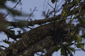 Heloderma-horridum-charlesbogerti-in-een-boom-van-de-Motagua-vallei, El-arenal, Guatemala