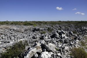 Het-leefgebied-van-Cyclura-nubila-in-Guanahacabibes-Peninsula