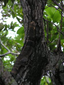 Ctenosaura melanosterna hebben een perfecte schudkleur