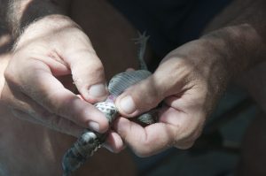 Jamaica Cyclura collei