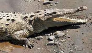 Crocodylus acutus4