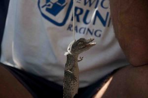 Jamaica Cyclura collei