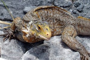 Gesmokkelde Cyclura rileyi