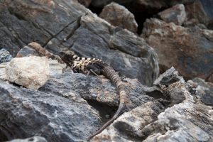 Ctenosaura oedirhina
