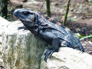 Ctenosaura oedirhina