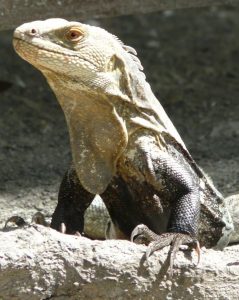 Ctenosaura melanosterna