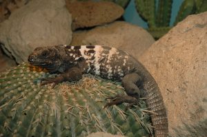 Ctenosaura oedirhina