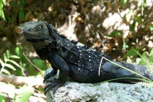 Ctenosaura oedirhina