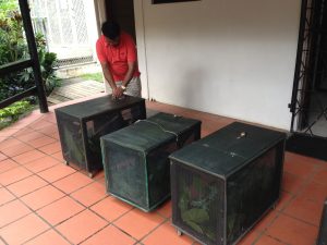 De directeur Ramesh Chand van Kula Eco Park te Fiji bij de kooien voor de juveniele Monuriki Fiji leguanen - Foto Kim Lovich