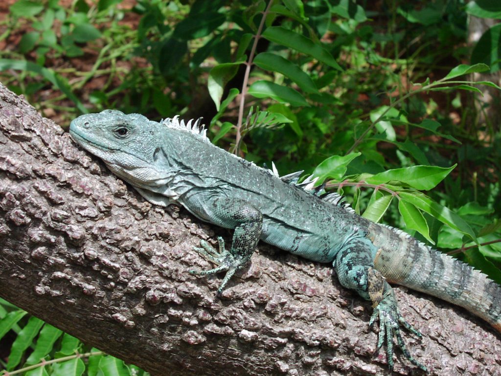 Utila Spiny-tailed Iguana, Baker's Spinytail Iguana, Swamper, Wishiwilly Del Suampo of gewoon wetenschappelijk genaamd Ctenosaura bakeri