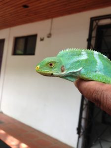 Juveniele Monuriki Brachylophus vitiensis - foto Kim Lovich