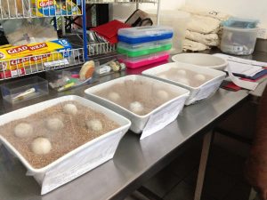 Monoriki eggs - foto Kim Lovich