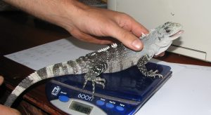 Nakweek Ctenosaura bakeri wordt gewogen