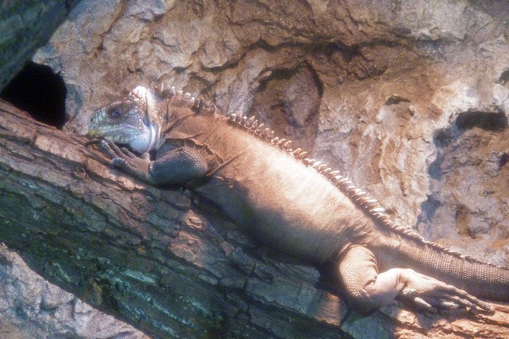 Antilliaanse leguaan (Iguana delicatissima)